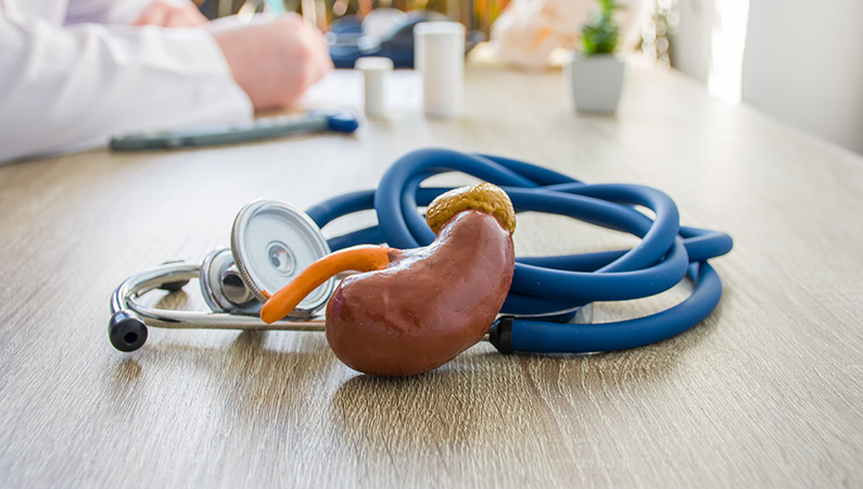 Model of kidney with stethoscope